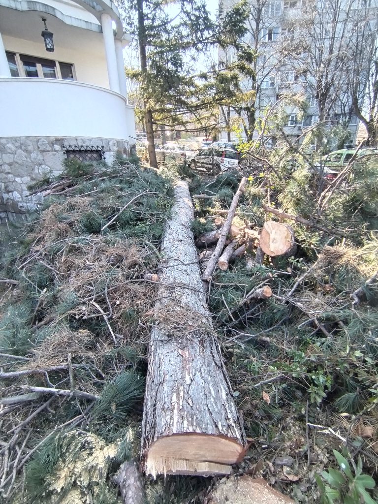 Sečenje stabala